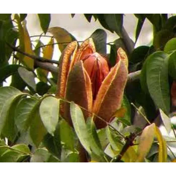 Nice Mahogany Plants